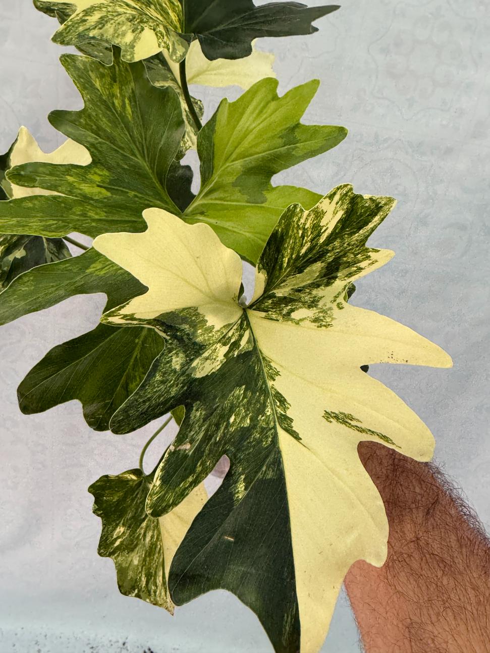 philodendron bipinnatifidum white variegata Thaumatophyllum Bipinnatifidum variegated