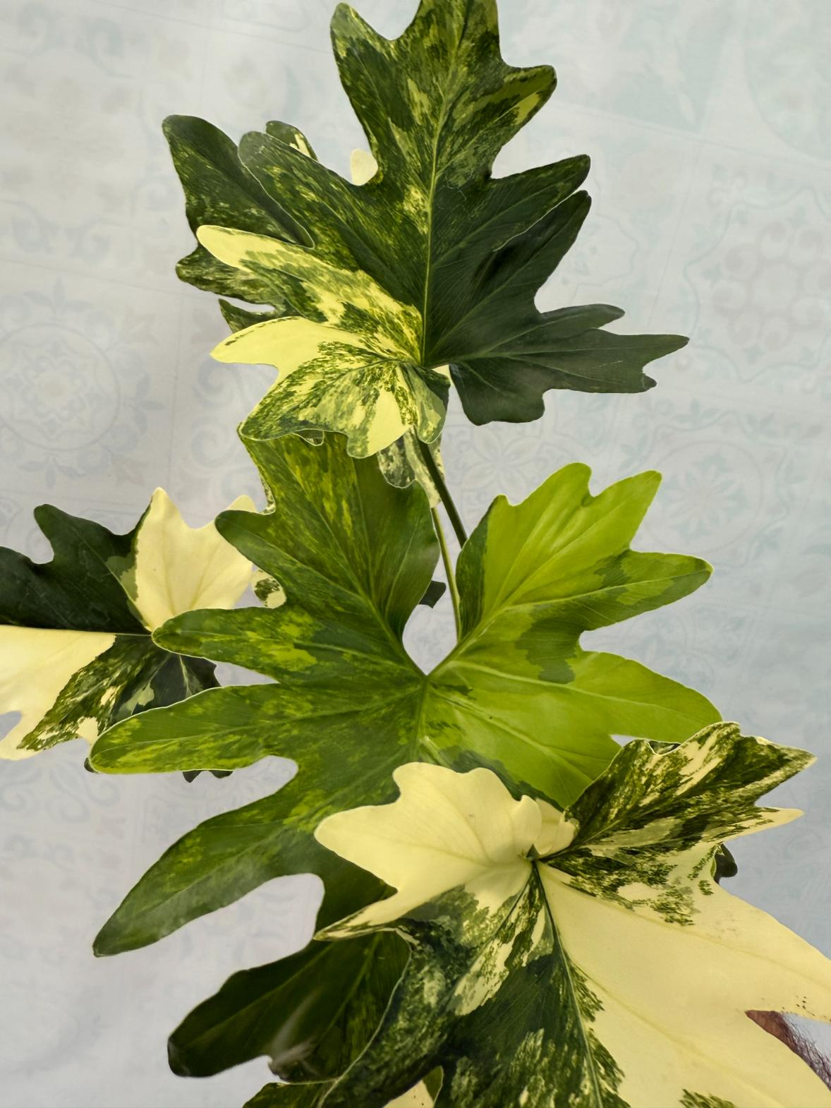 Thaumatophyllum Bipinnatifidum variegated