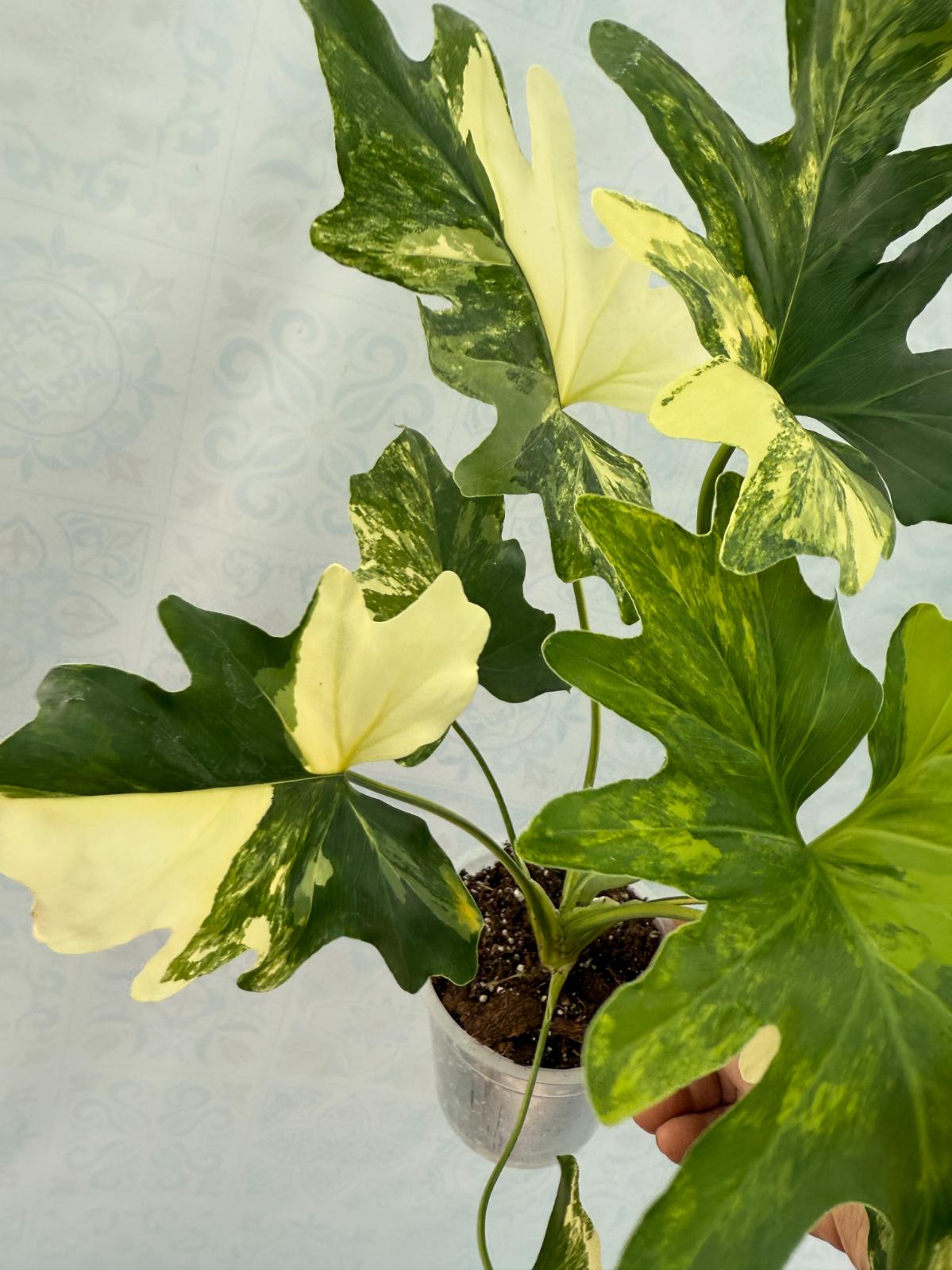 variegated philodendron selloum Thaumatophyllum Bipinnatifidum variegated