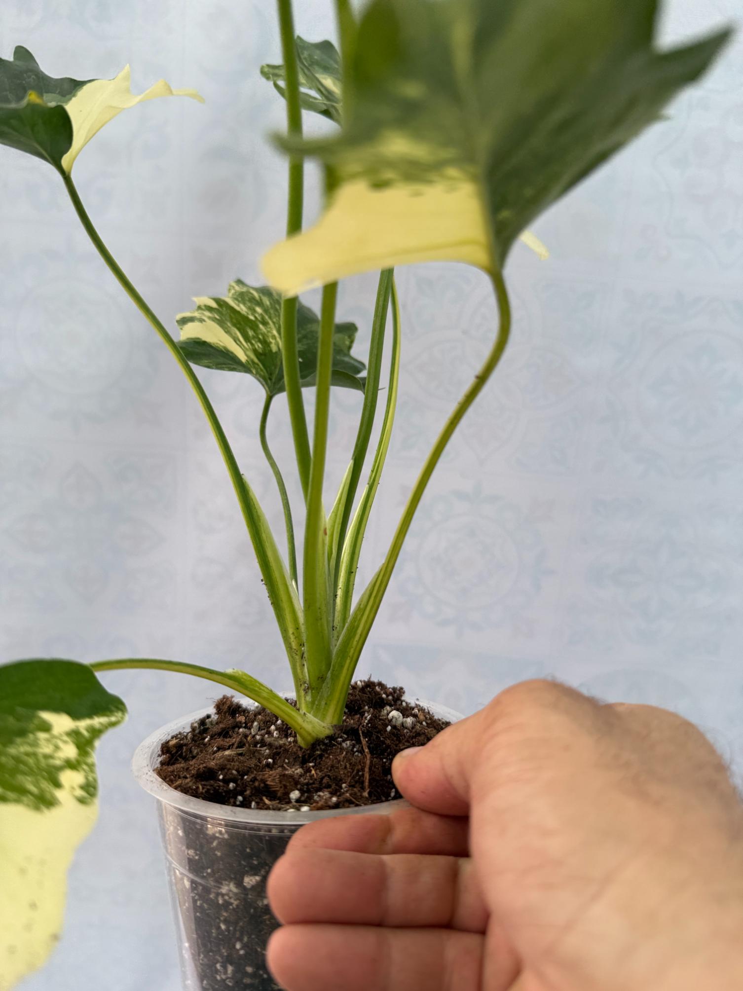 philodendron bipinnatifidum variegated Thaumatophyllum Bipinnatifidum variegated