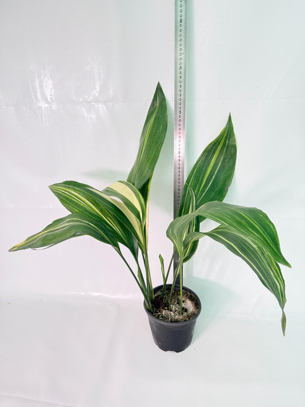 Aspidistra Elatior Variegata 09