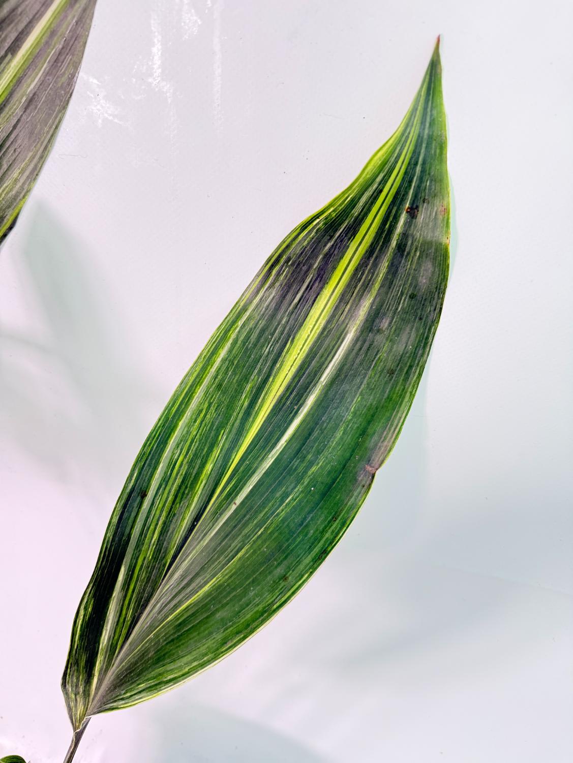 Aspidistra Elatior Variegata 03