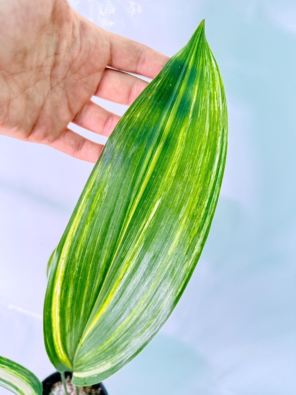 Aspidistra Elatior Variegata 04