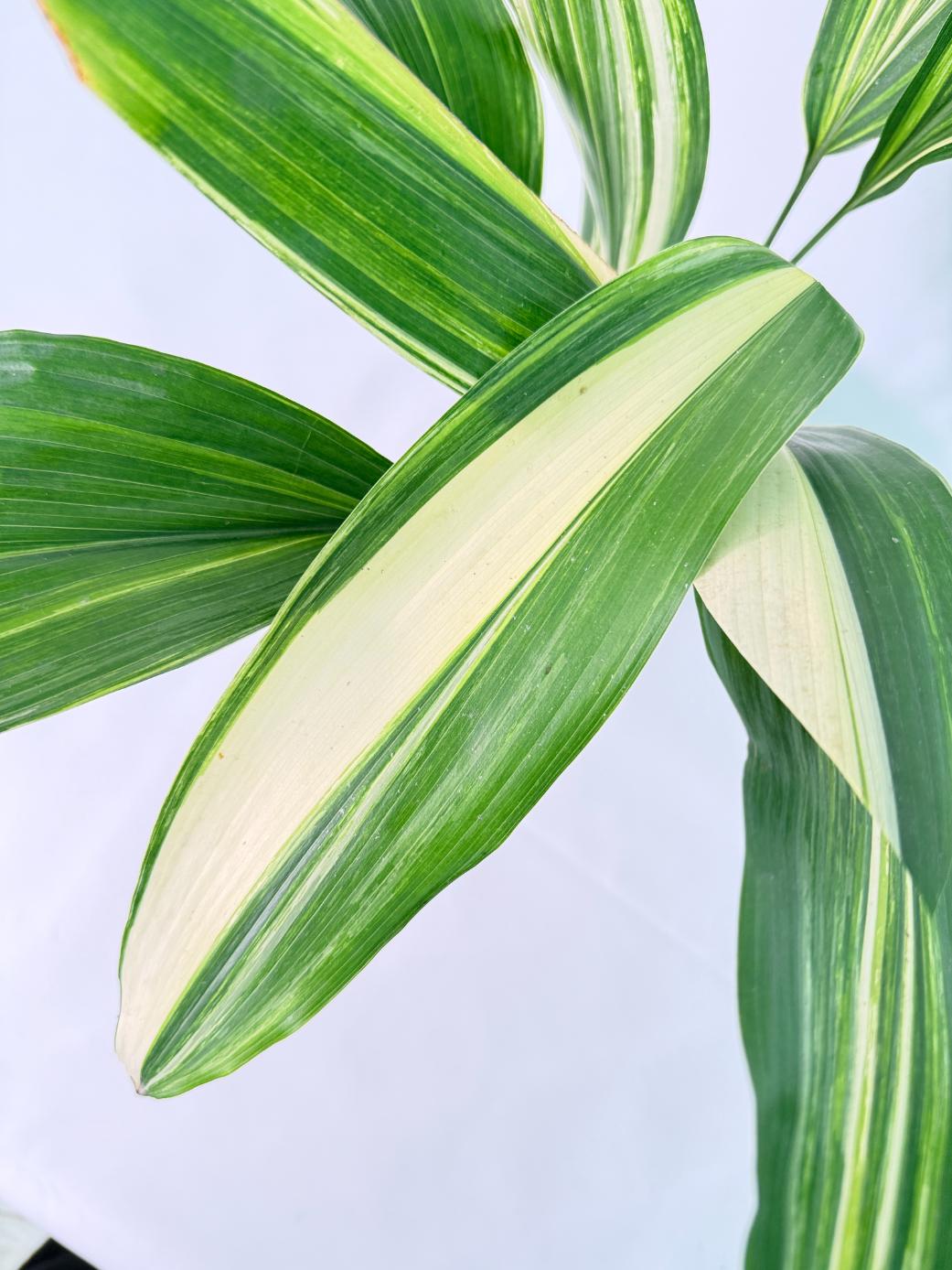 Aspidistra Elatior Variegata 05