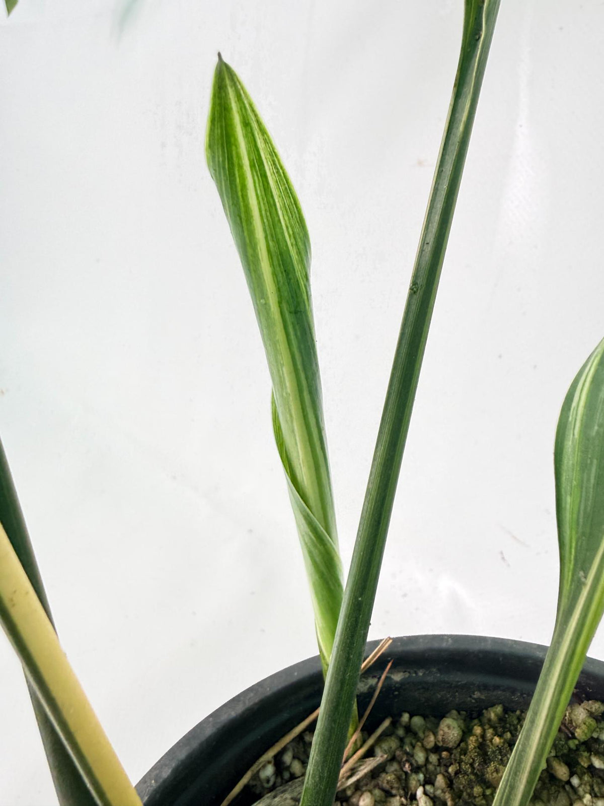Aspidistra Elatior Variegata 06