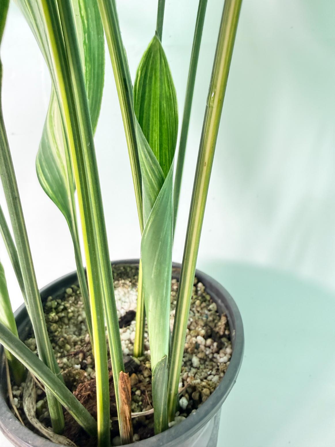 Aspidistra Elatior Variegata 07