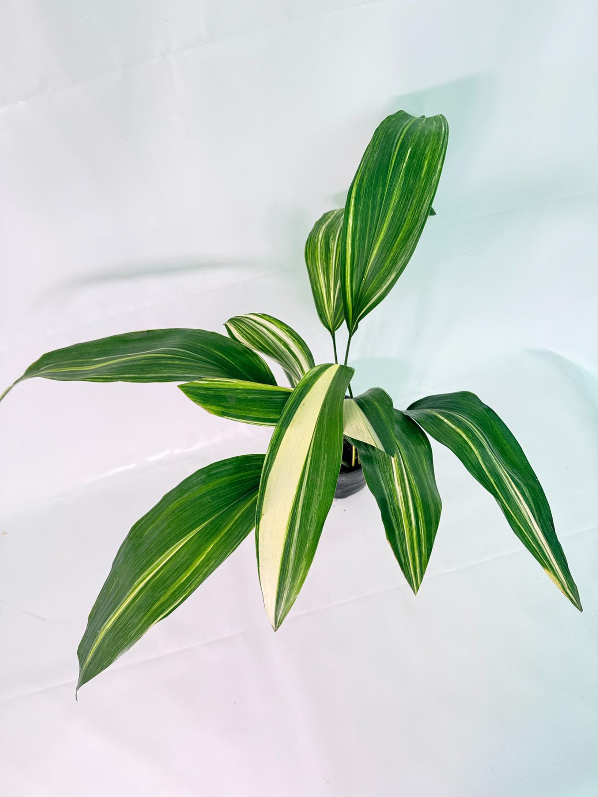 Aspidistra Elatior Variegata 01