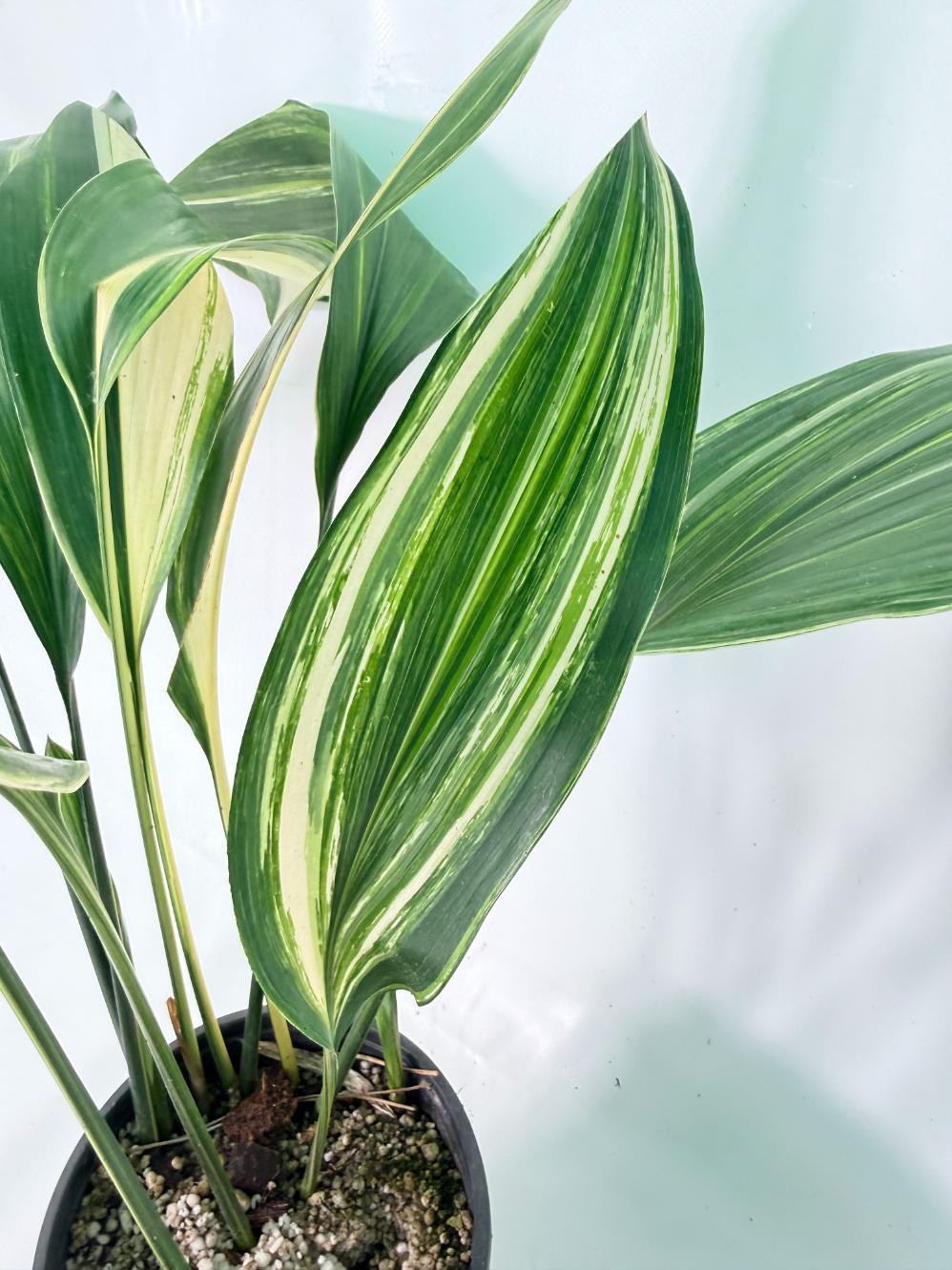 Aspidistra Elatior Variegata 08