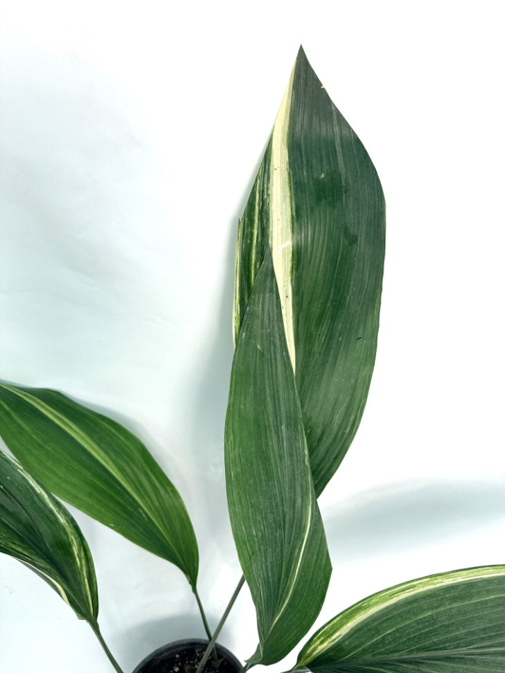 Aspidistra_Elatior_Variegata