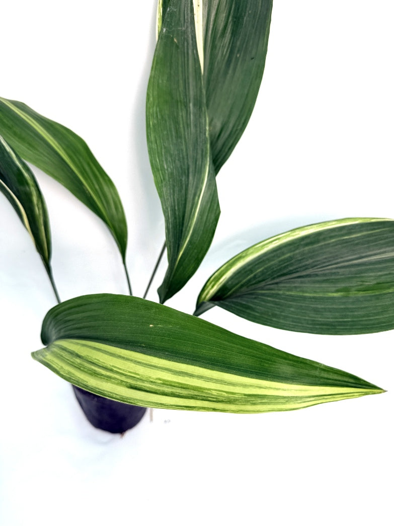 Aspidistra_Elatior_Variegata