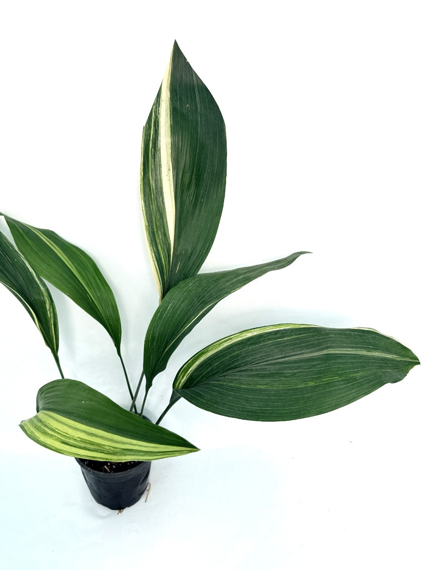 Aspidistra_Elatior_Variegata