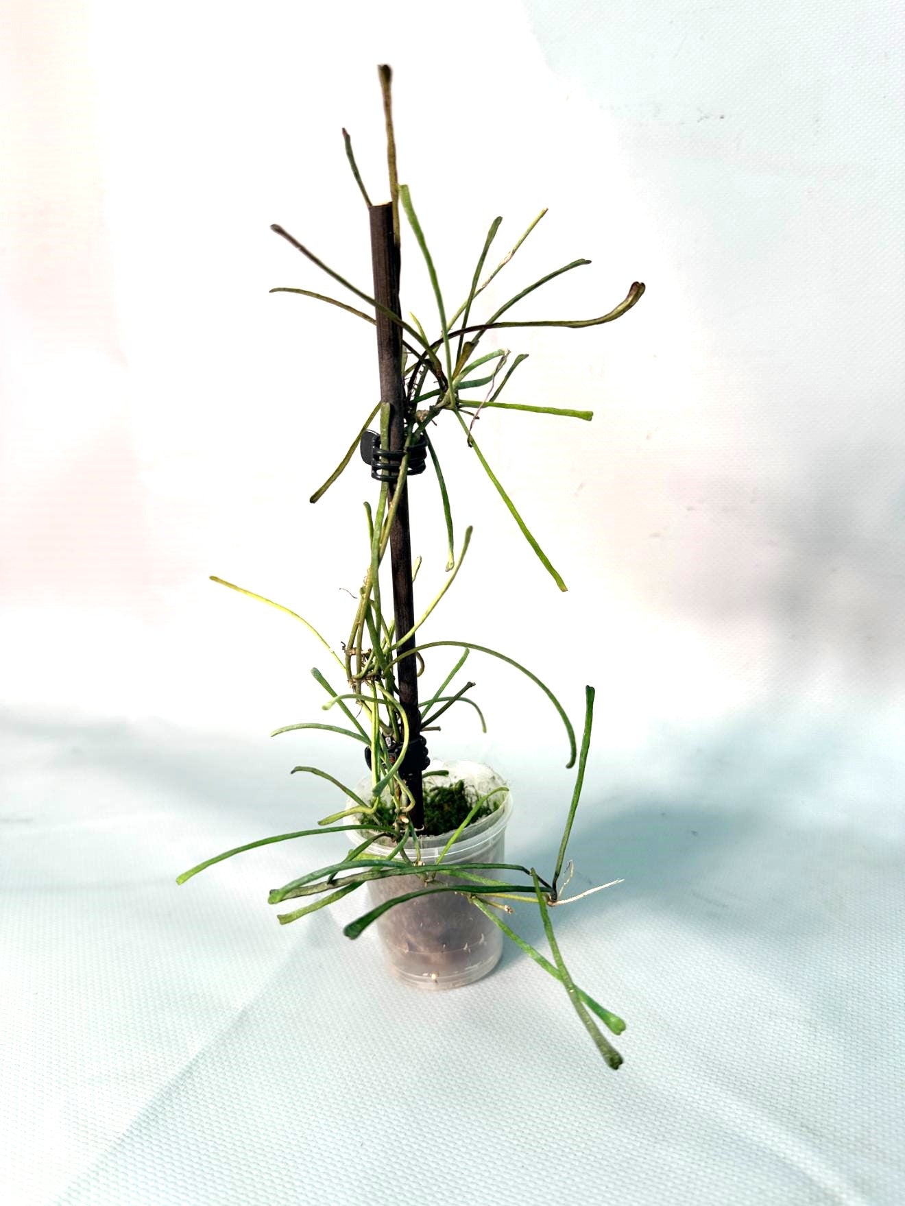 Hoya Retusa