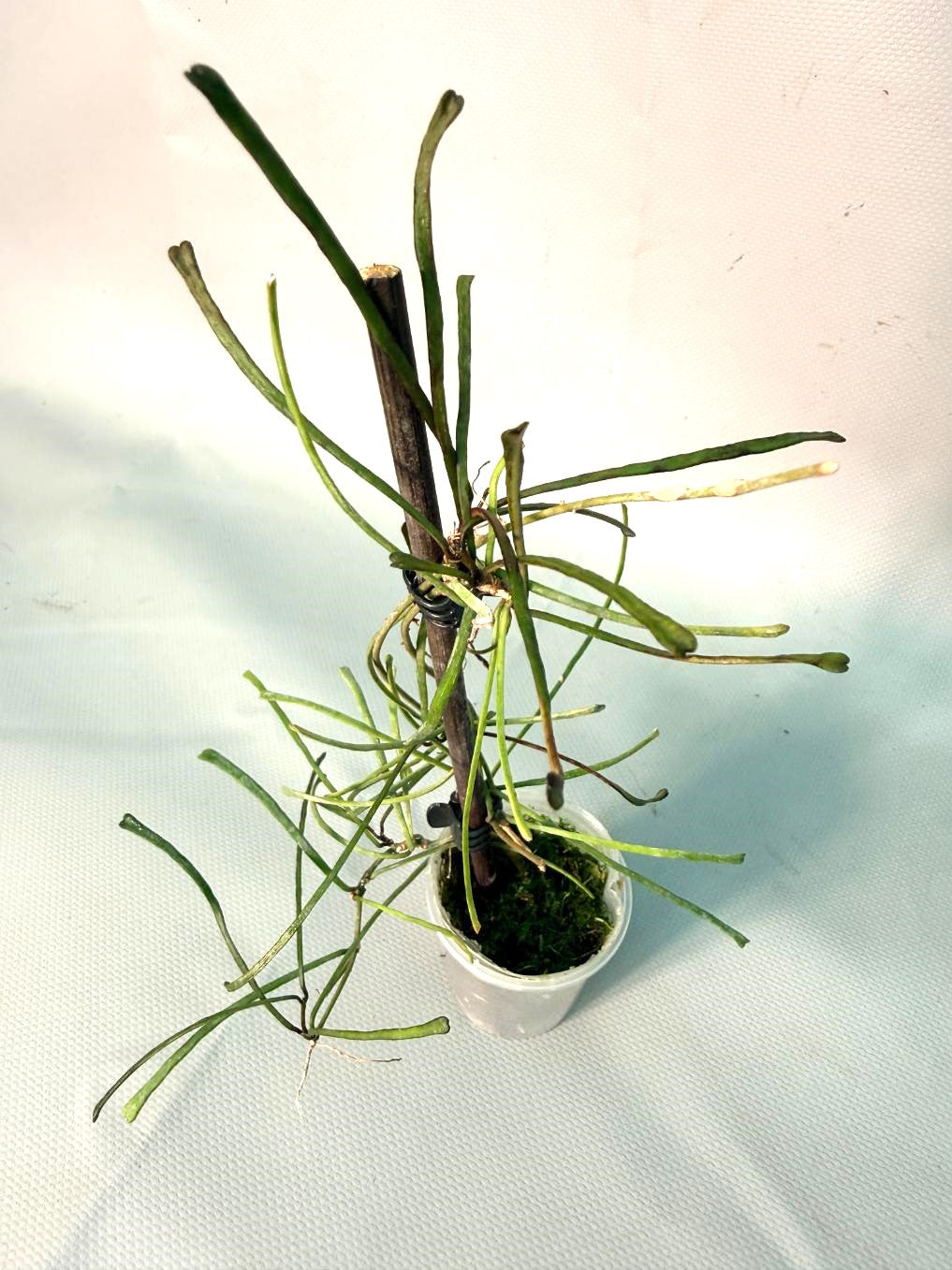 Hoya Retusa
