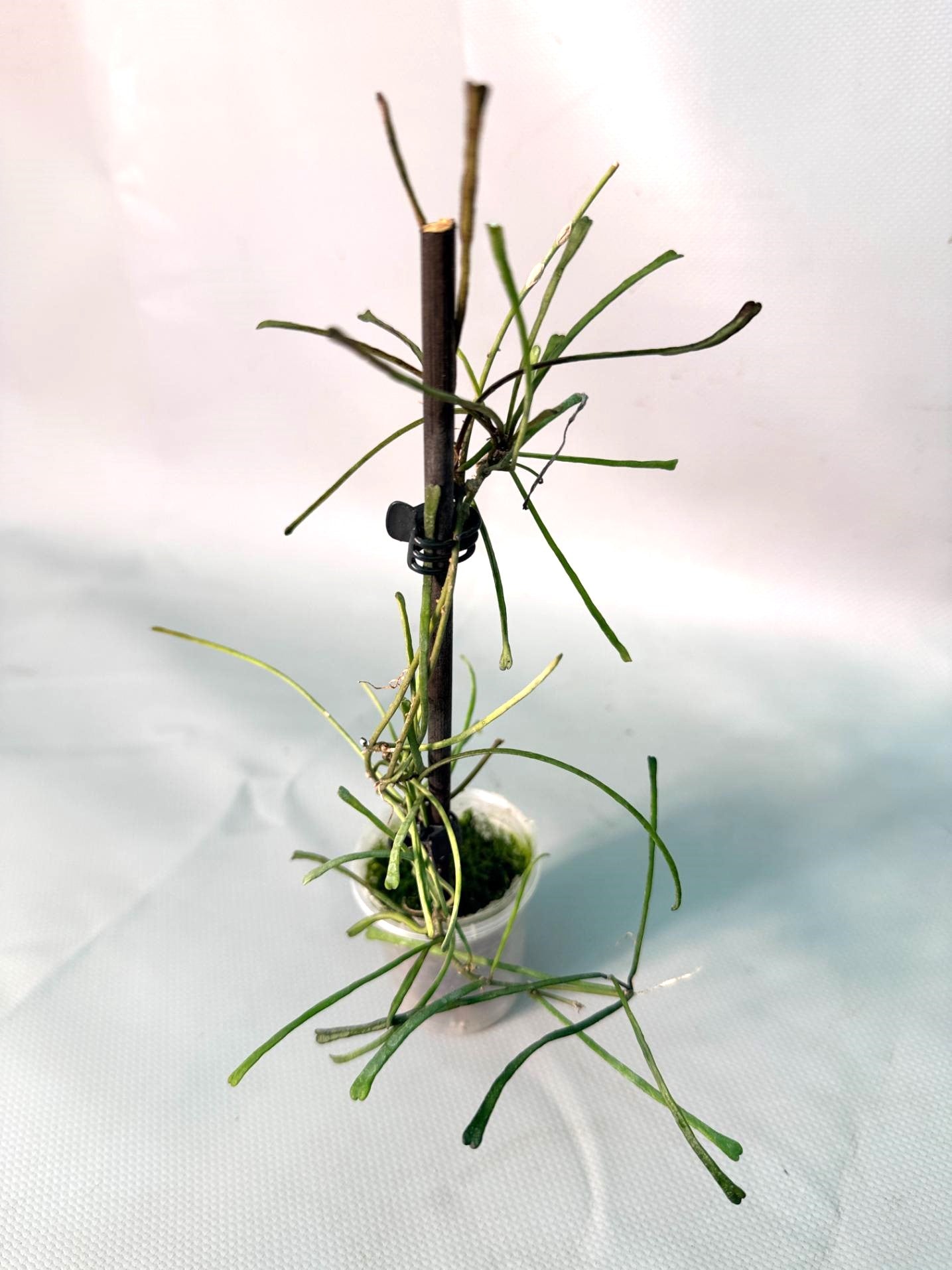 Hoya Retusa