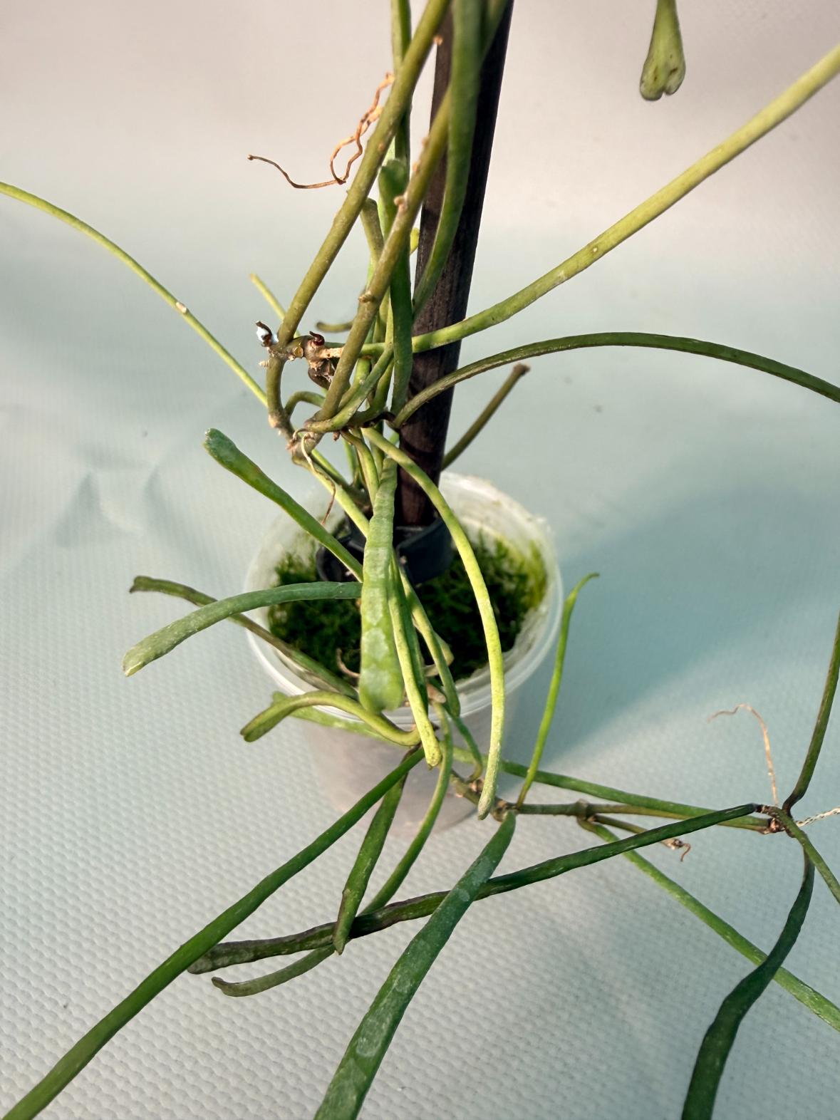 Hoya Retusa