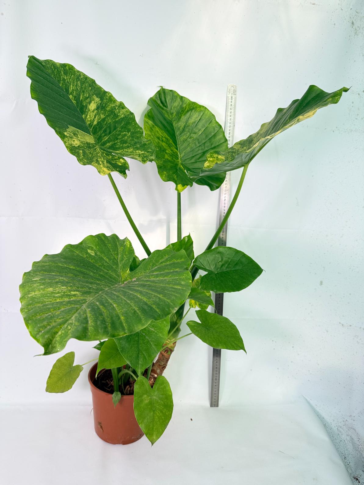 Alocasia Odora Variegata Aurea XXL 03