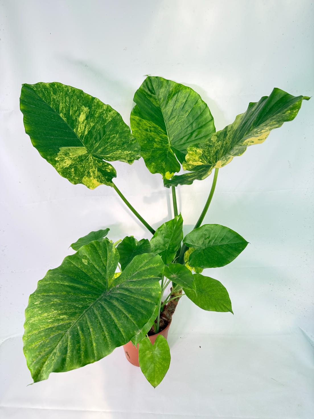 Alocasia Odora Variegata Aurea XXL 02