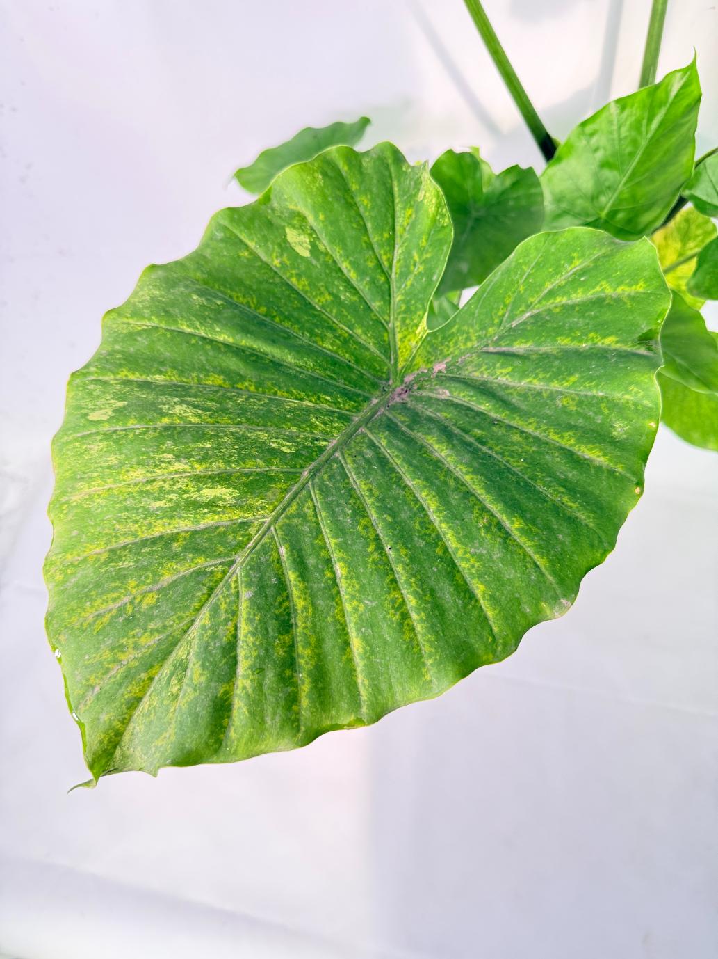Alocasia Odora Variegata Aurea XXL 04