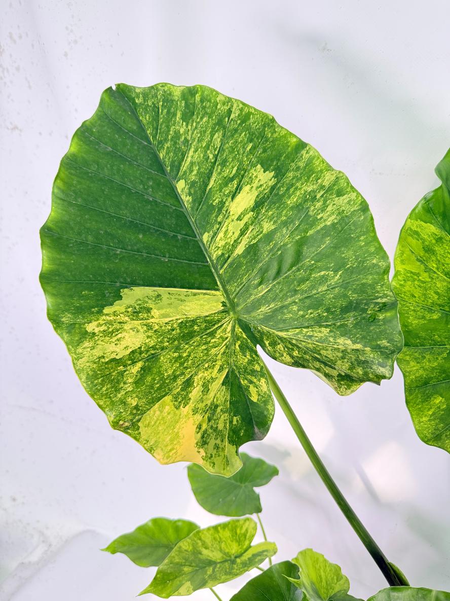Alocasia Odora Variegata Aurea XXL 05