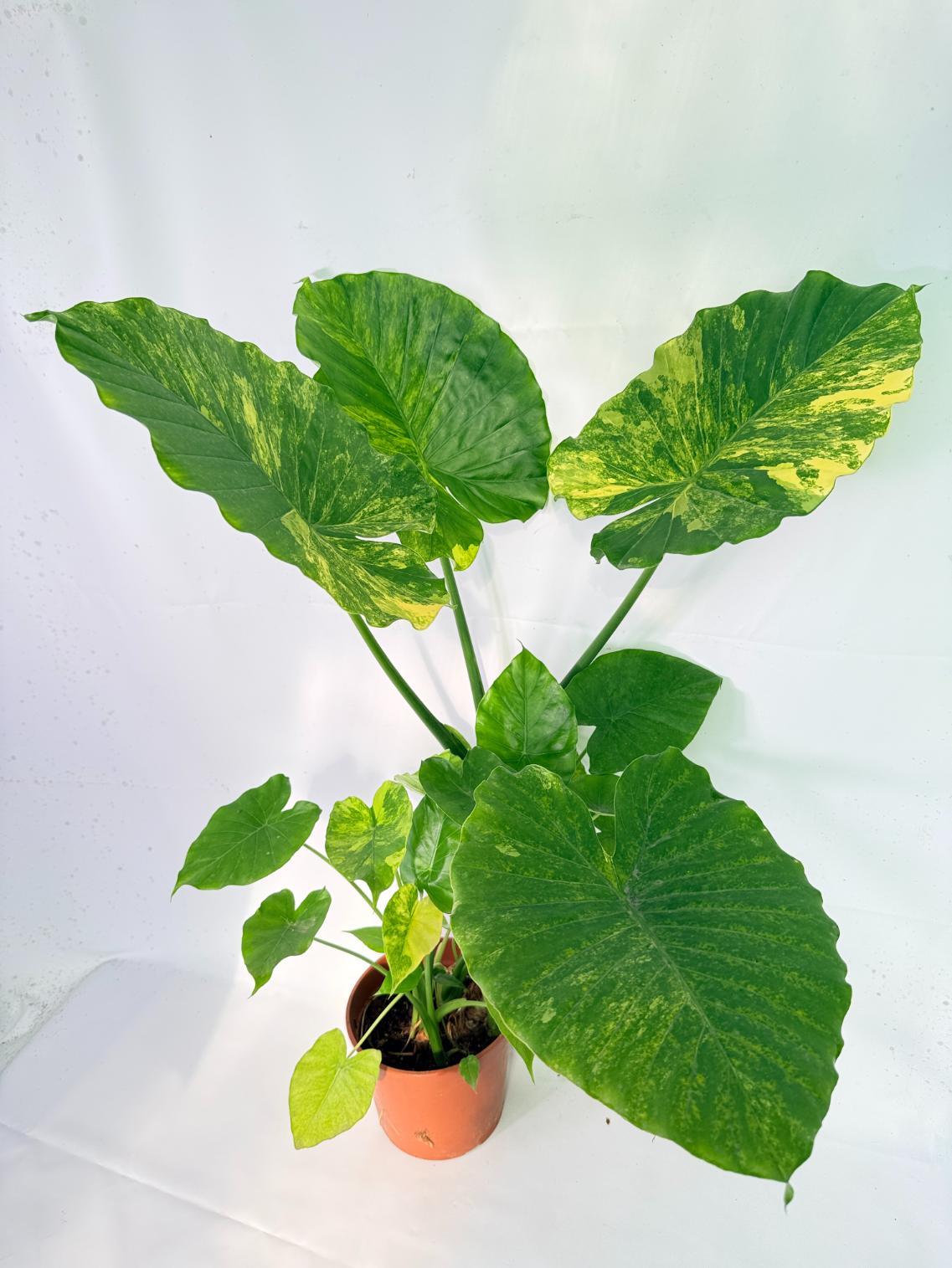 Alocasia Odora Variegata Aurea XXL 06