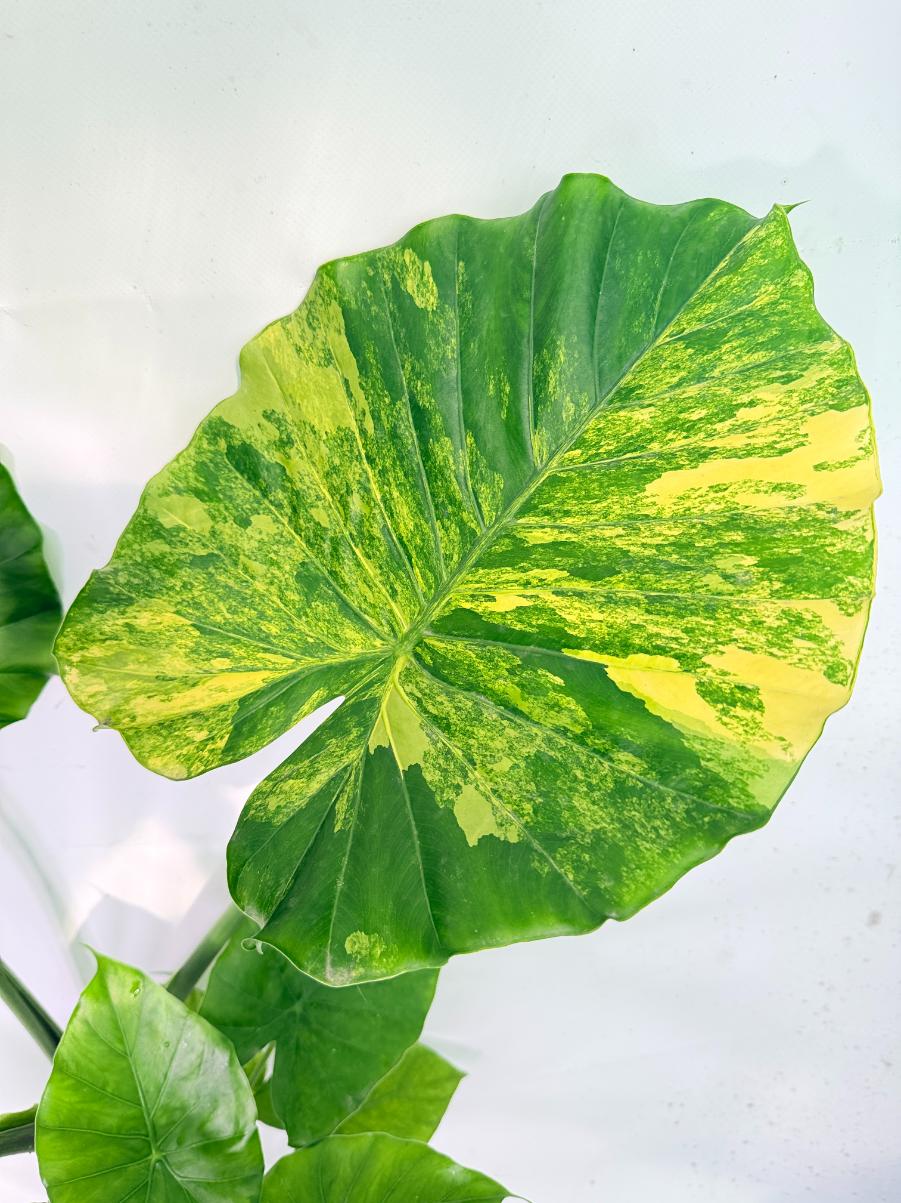 Alocasia Odora Variegata Aurea XXL 07