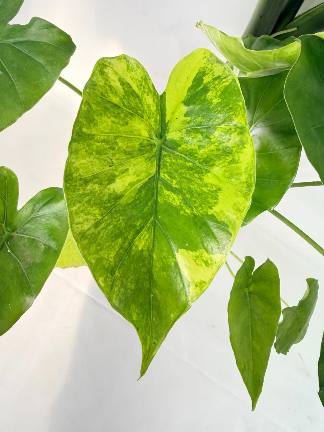 Alocasia Odora Variegata Aurea XXL 09