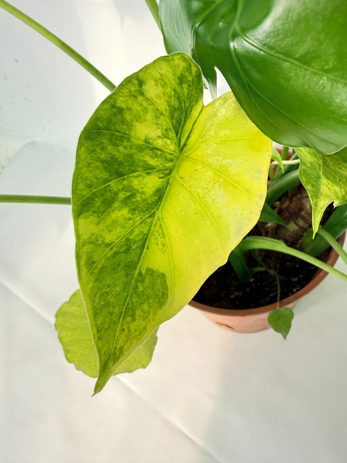 Alocasia Odora Variegata Aurea XXL 10