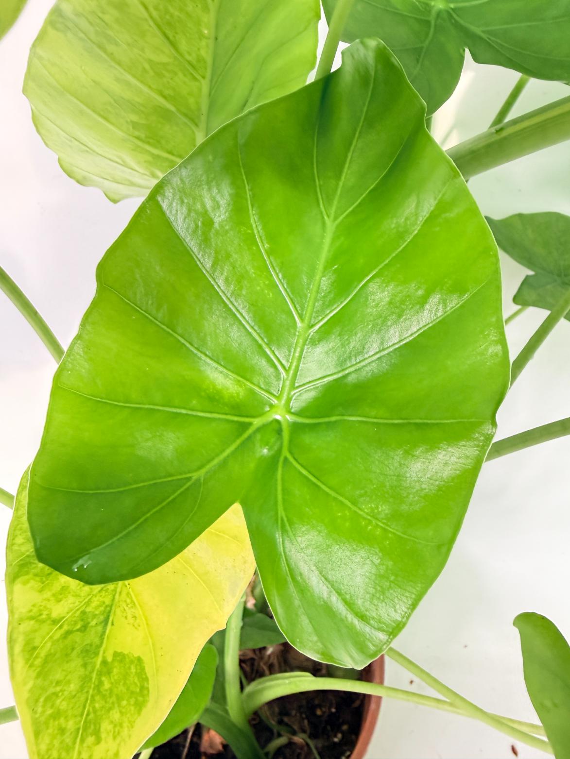 Alocasia Odora Variegata Aurea XXL 11