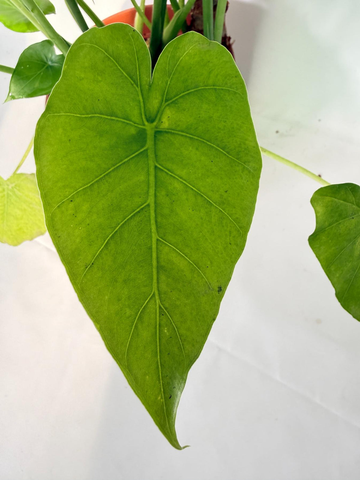 Alocasia Odora Variegata Aurea XXL 12