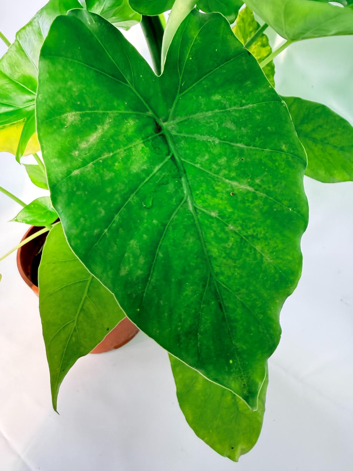 Alocasia Odora Variegata Aurea XXL 13