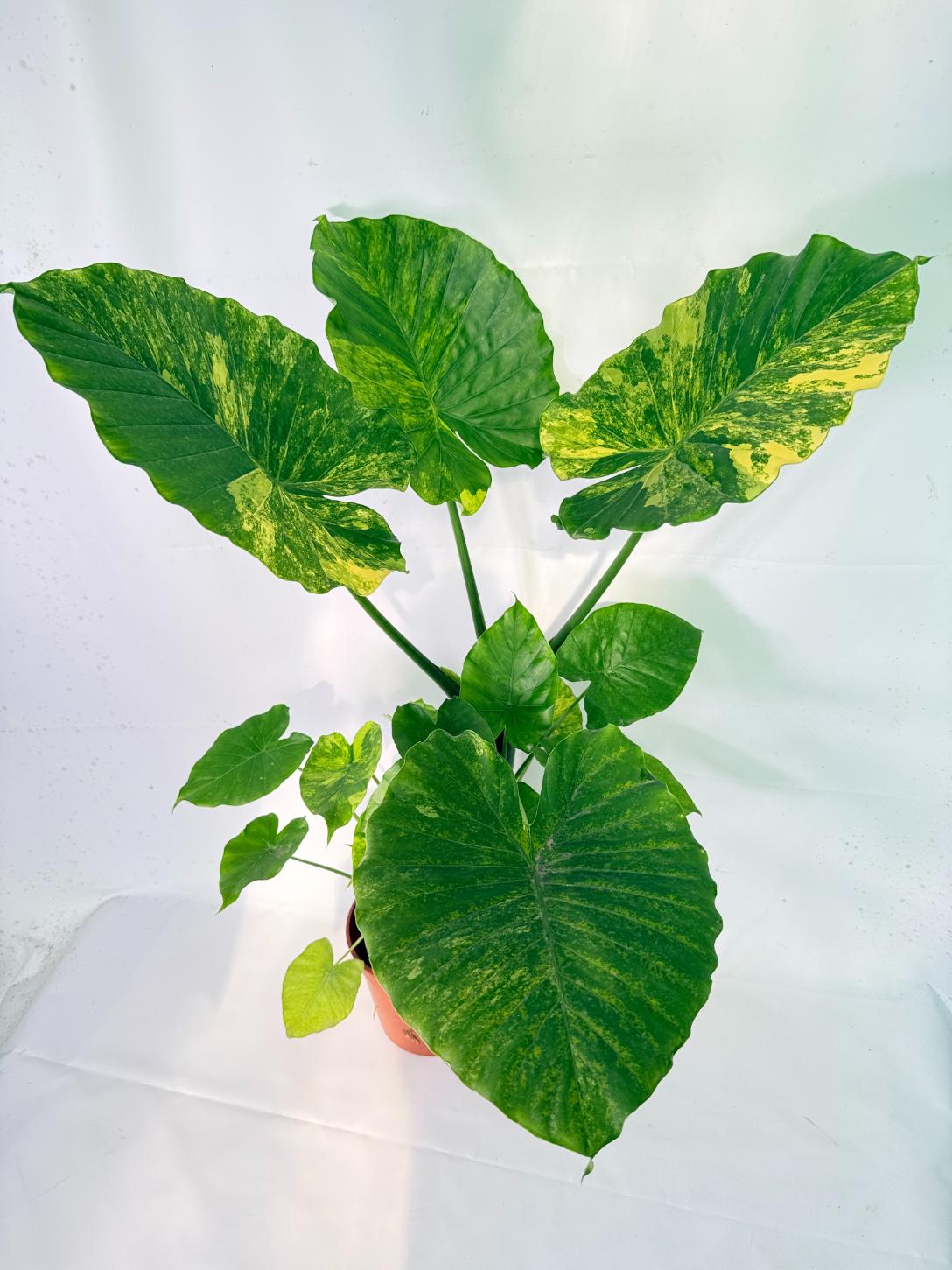 Alocasia Odora Variegata Aurea XXL 14