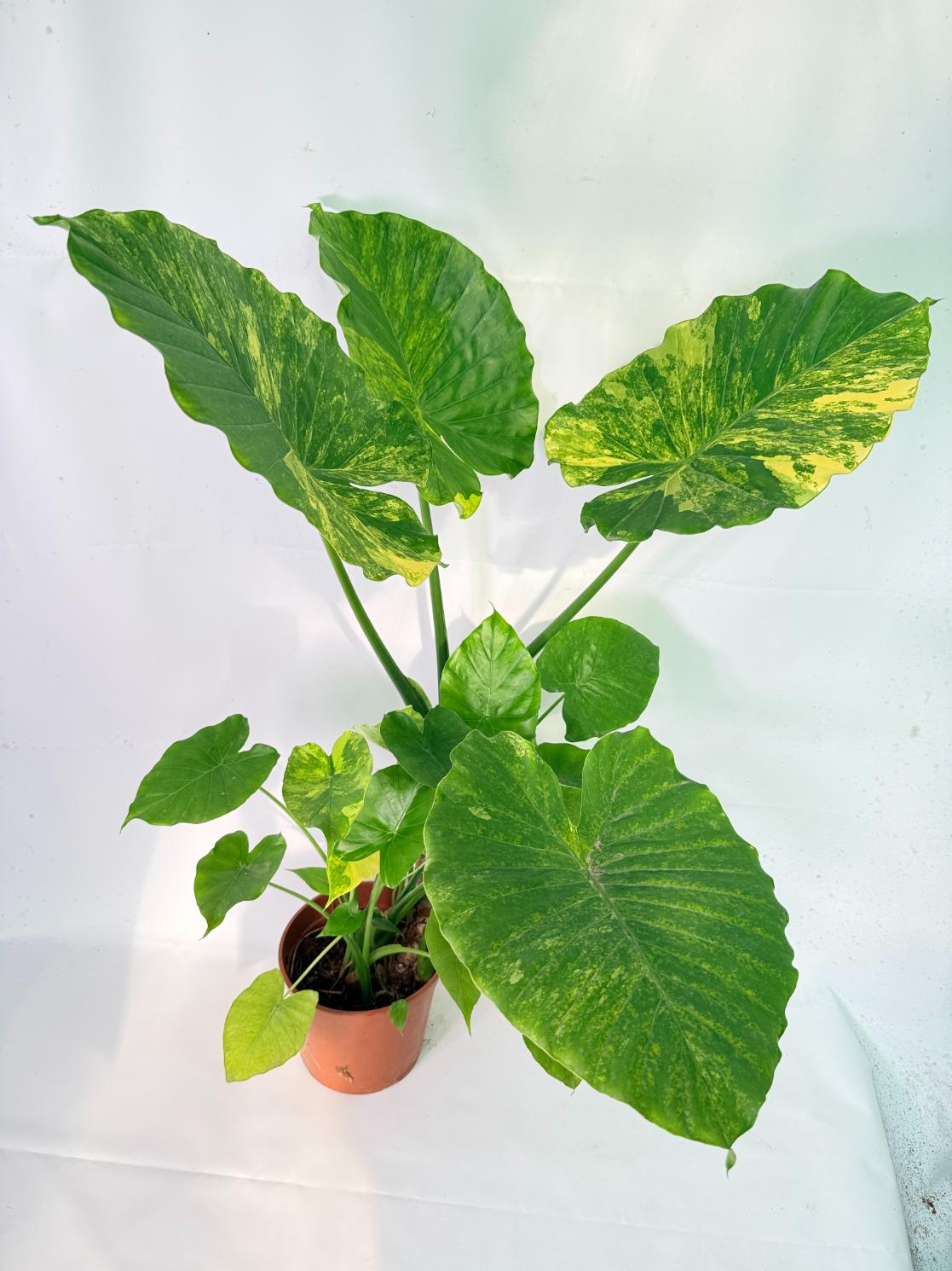 Alocasia Odora Variegata Aurea XXL 01