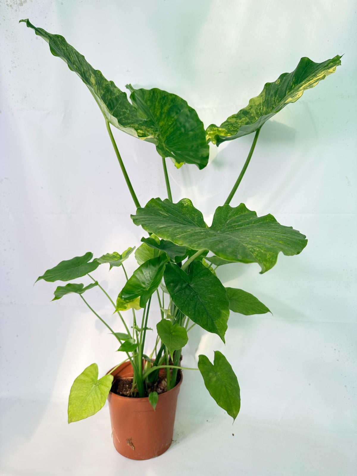 Alocasia Odora Variegata Aurea XXL 15