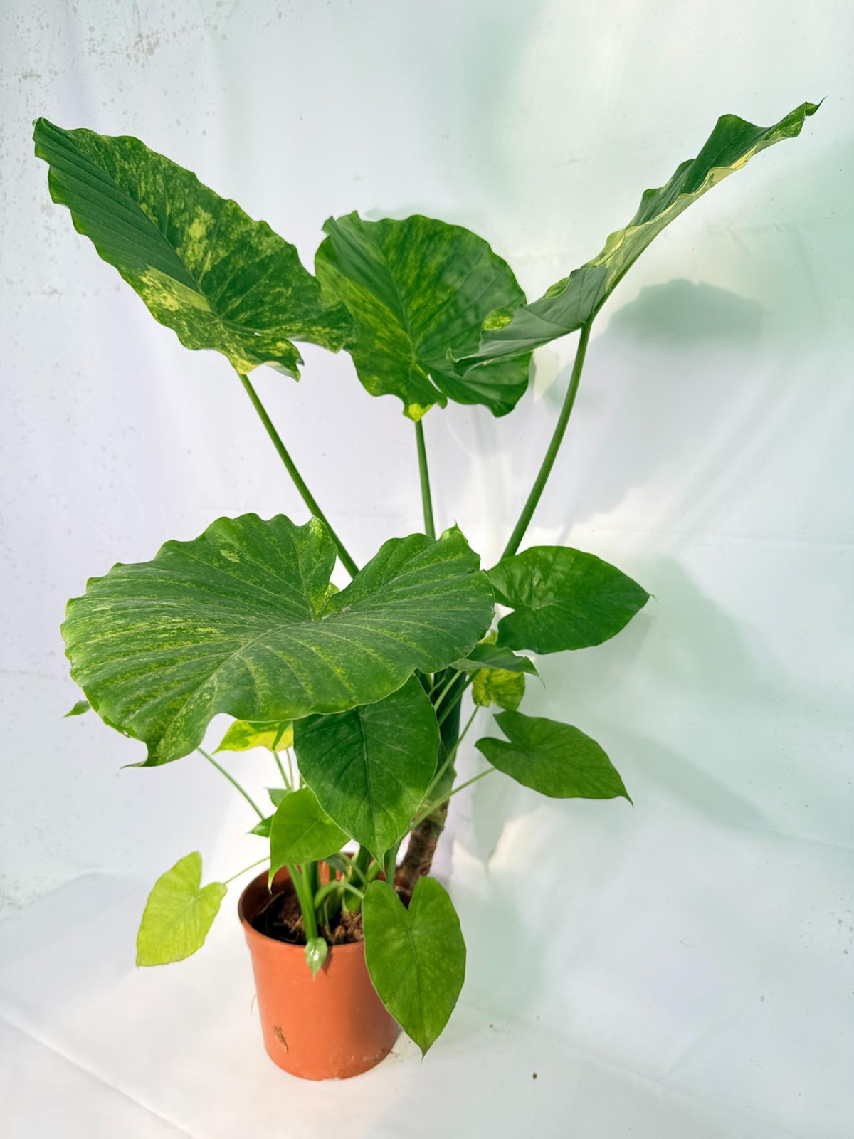 Alocasia Odora Variegata Aurea XXL 16