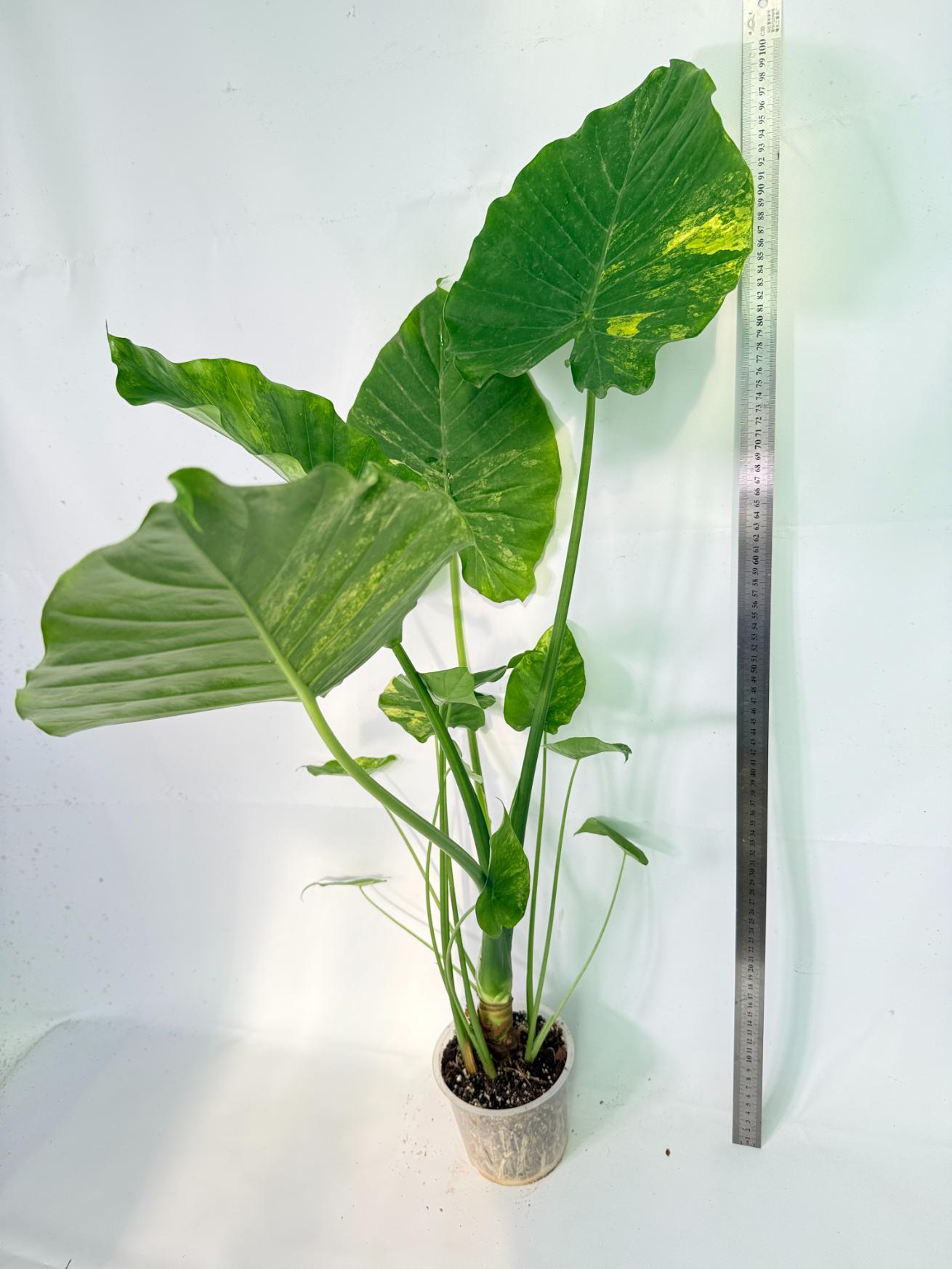 Alocasia Odora Variegata Aurea XXL 02