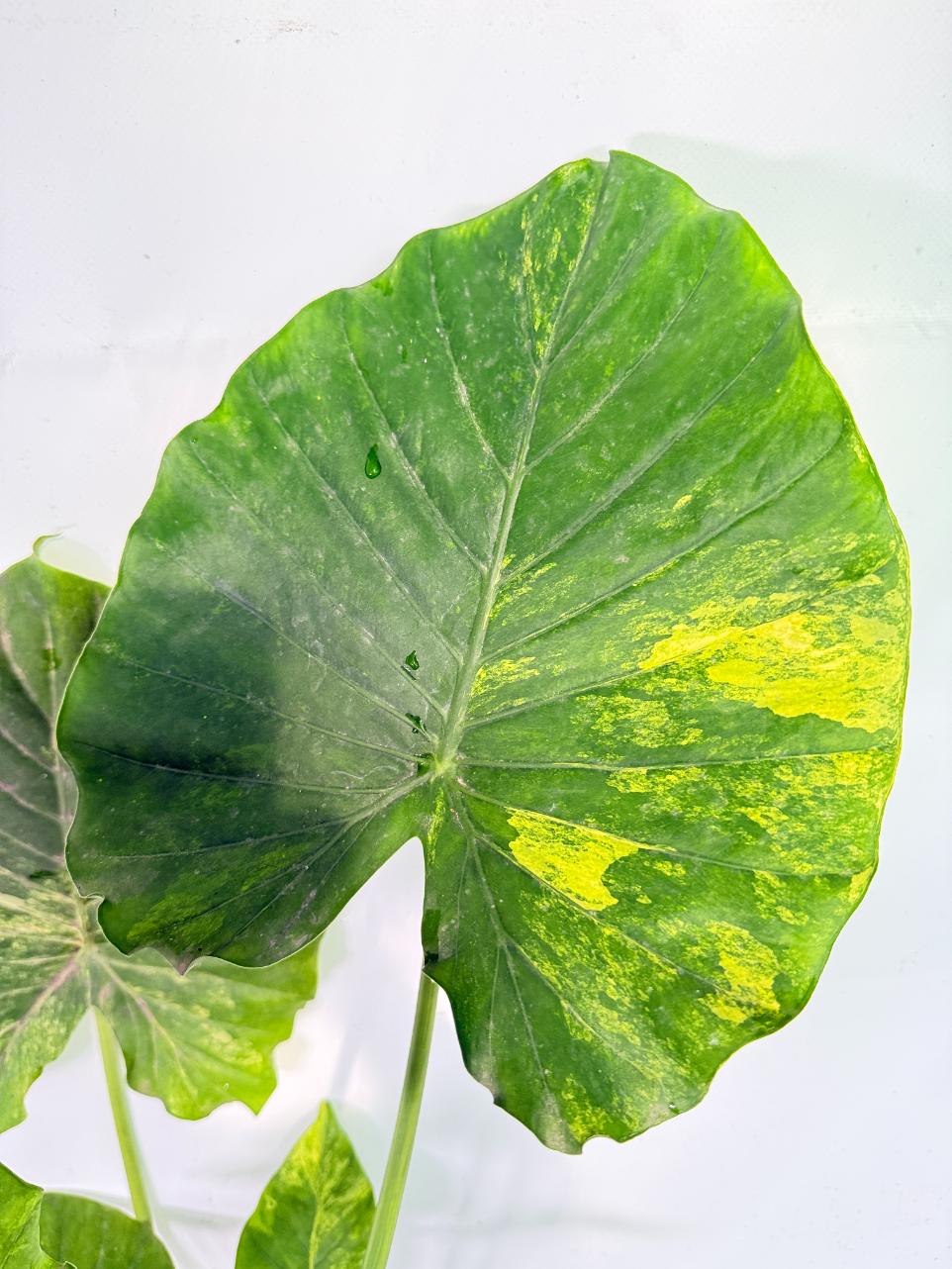 Alocasia Odora Variegata Aurea XXL 03