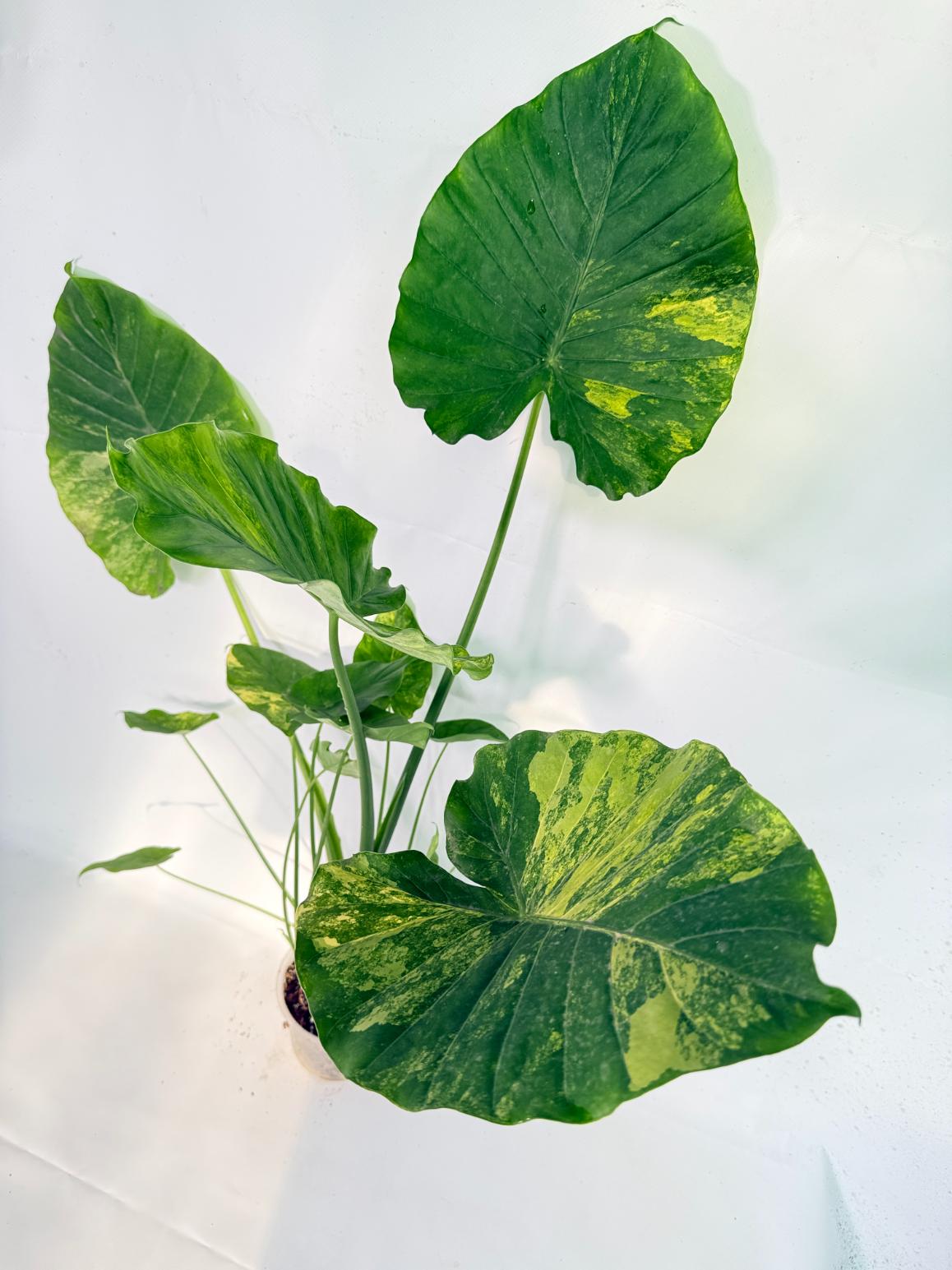 Alocasia Odora Variegata Aurea XXL 04