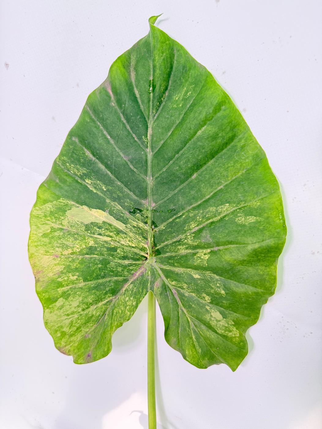 Alocasia Odora Variegata Aurea XXL 05