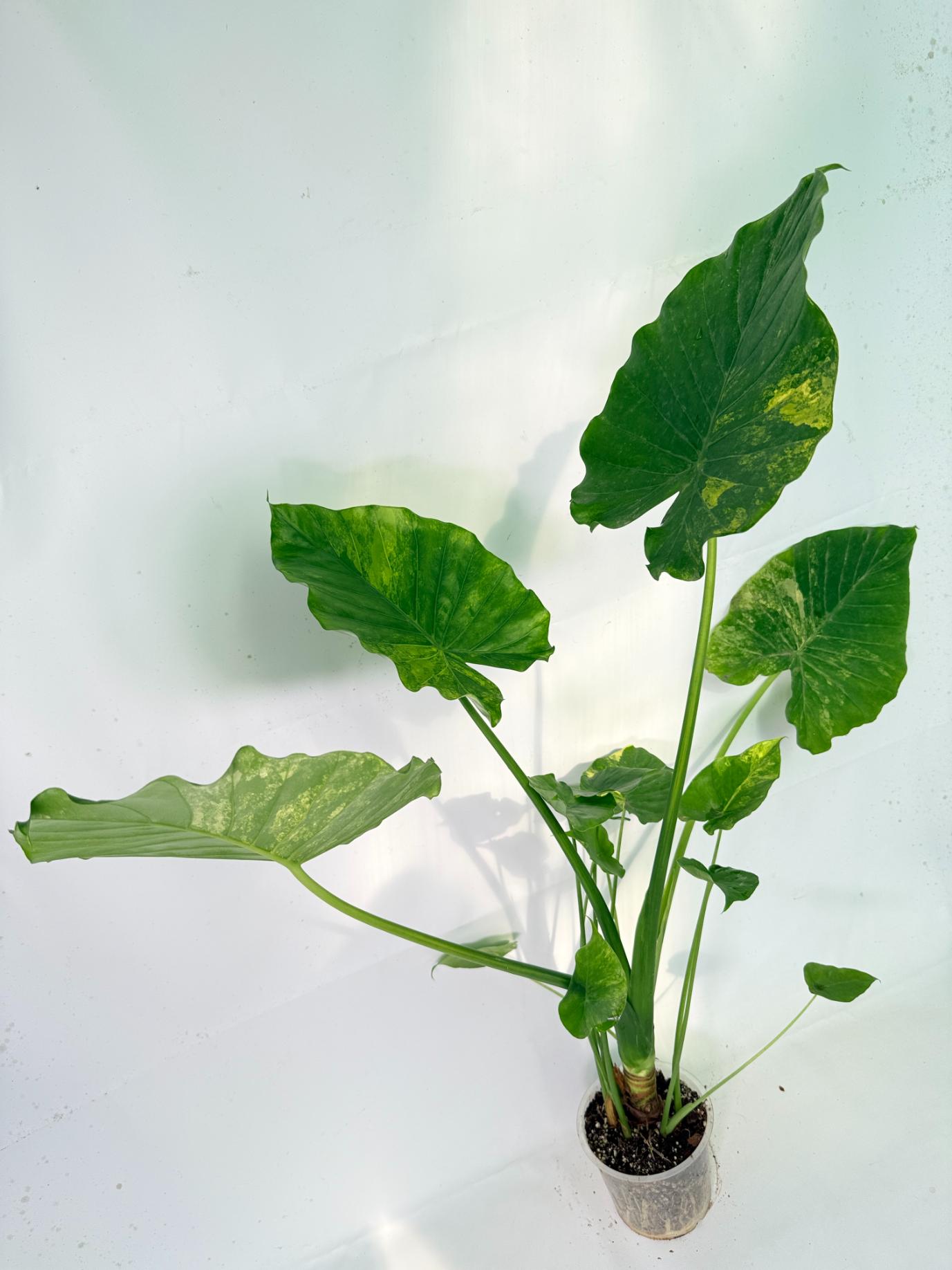 Alocasia Odora Variegata Aurea XXL 06