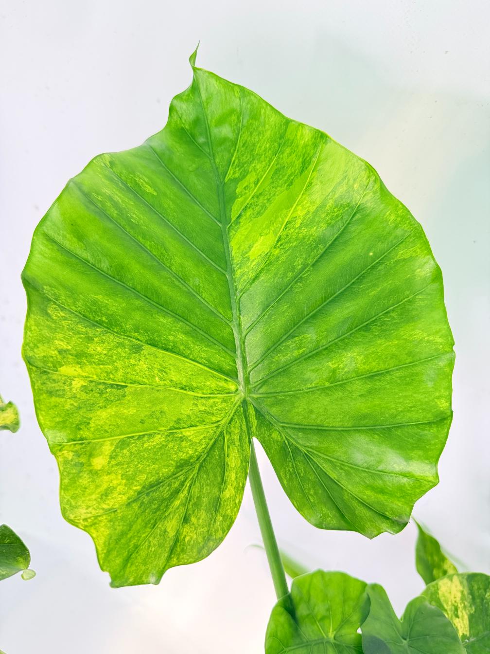 Alocasia Odora Variegata Aurea XXL 07