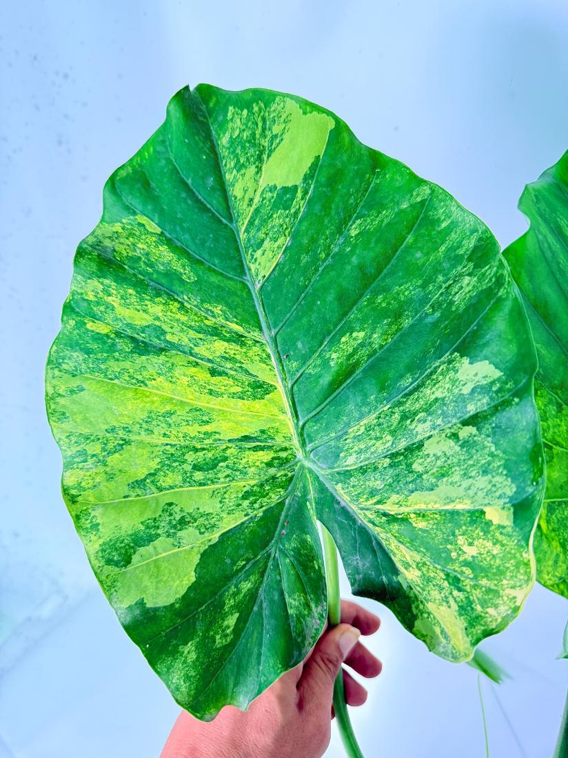 Alocasia Odora Variegata Aurea XXL 08