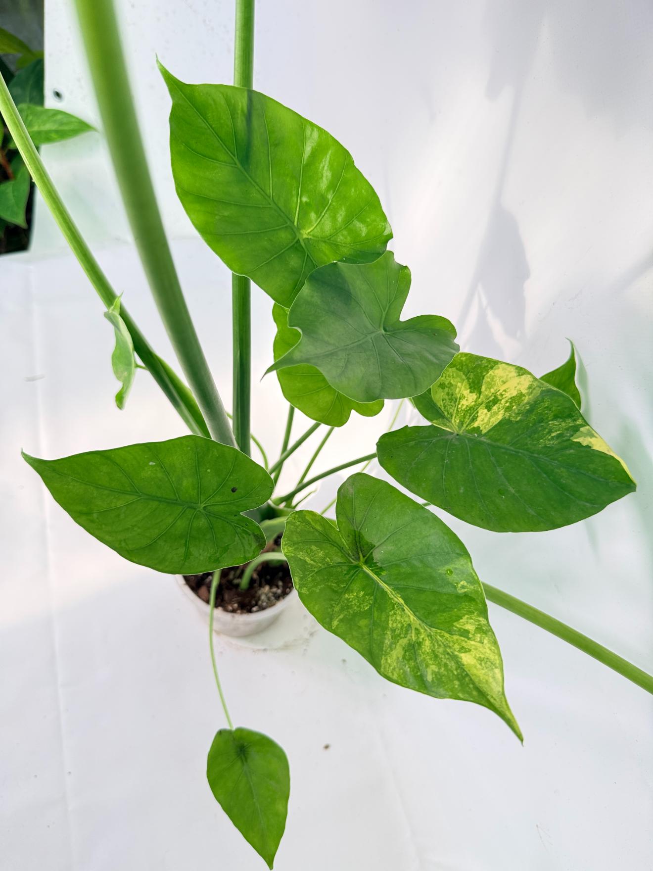 Alocasia Odora Variegata Aurea XXL 09