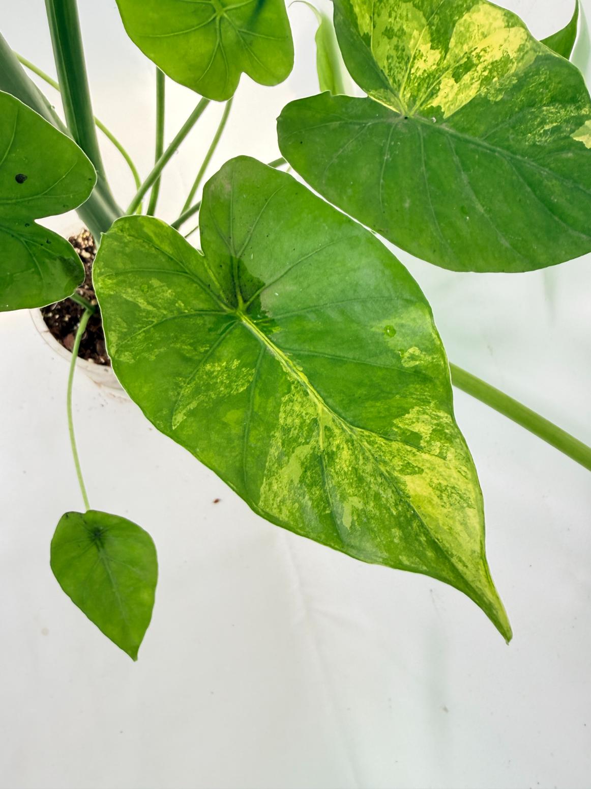 Alocasia Odora Variegata Aurea XXL 10