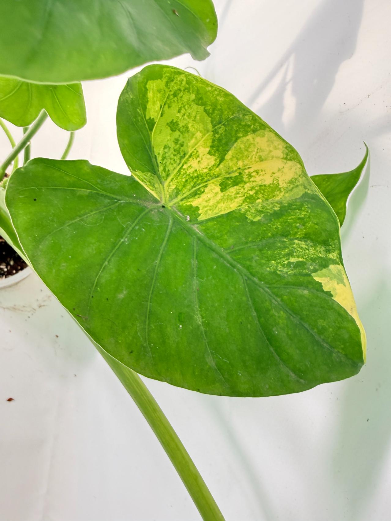 Alocasia Odora Variegata Aurea XXL 11