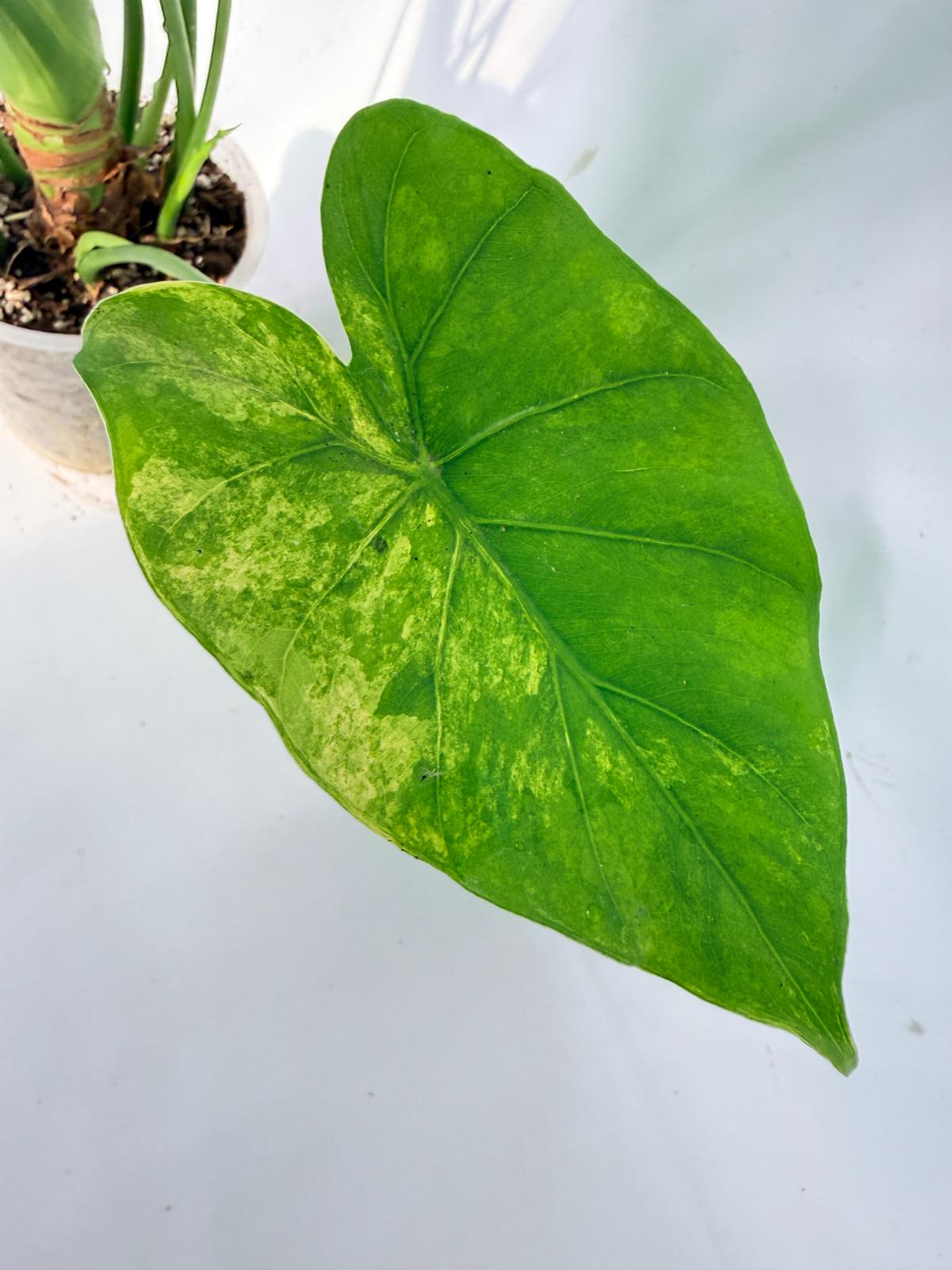 Alocasia Odora Variegata Aurea XXL 12
