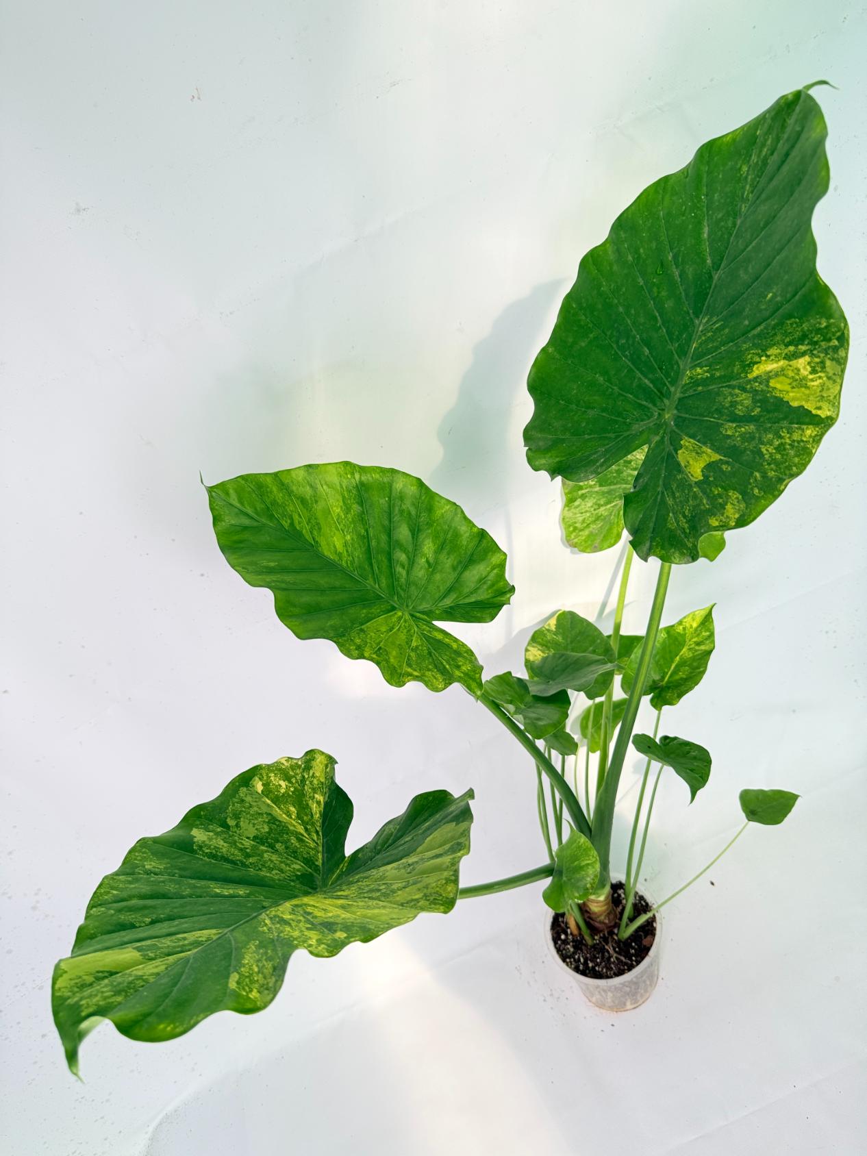Alocasia Odora Variegata Aurea XXL 01