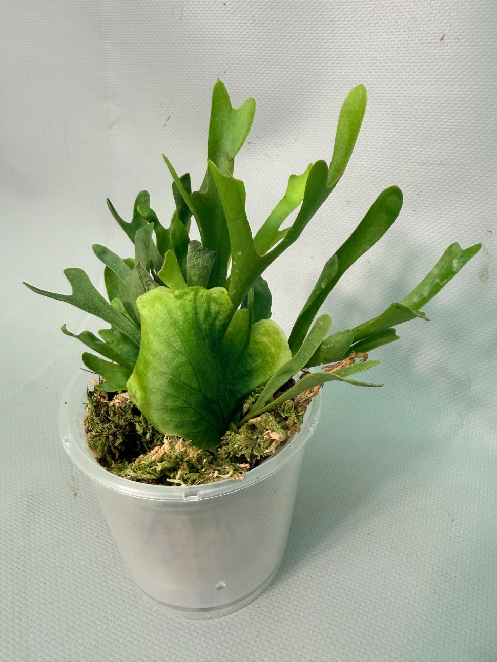 Platycerium Ridleyi var. Coral 02