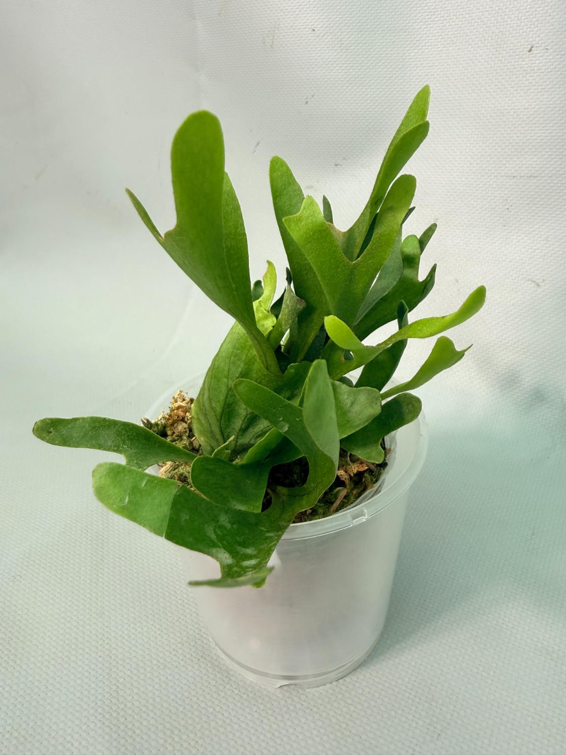 Platycerium Ridleyi var. Coral 03