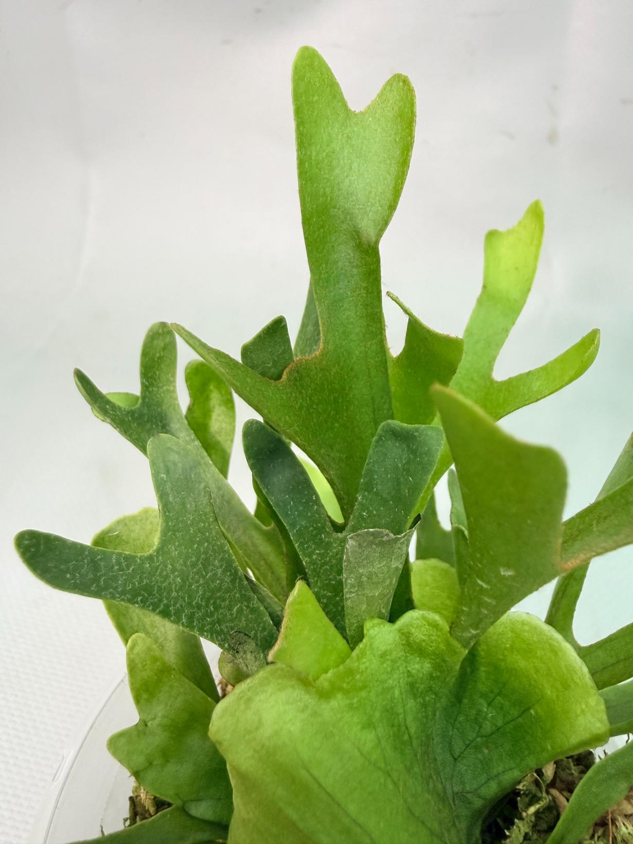 Platycerium Ridleyi var. Coral 05
