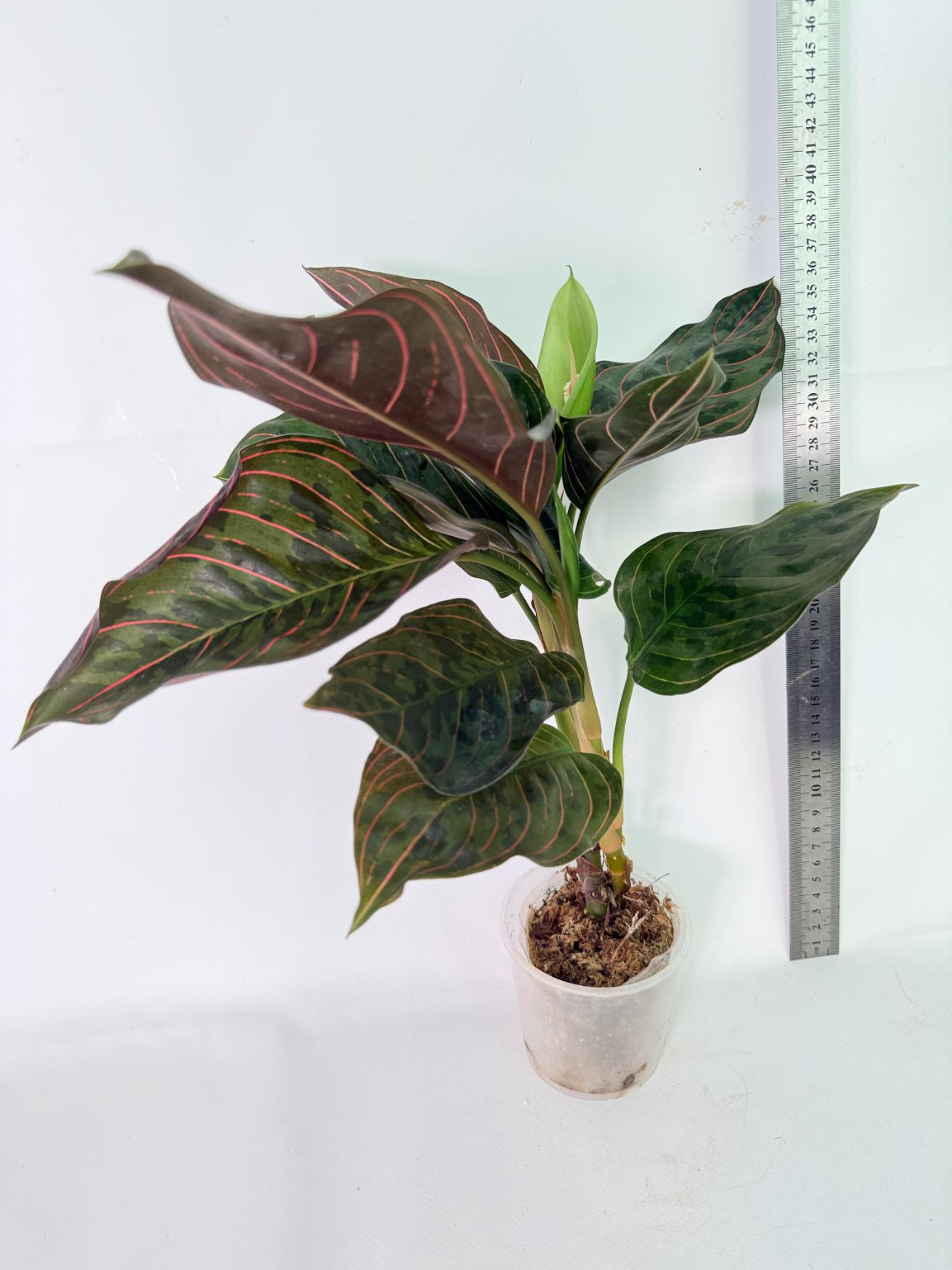 Aglaonema red army 